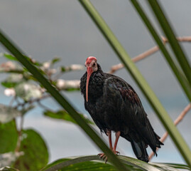 Bright Orange, White and Green Plumage on a Southern Bald Ibis