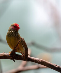 Deep Red, Green, and Tan Plumage on a Star Finch on a Branch
