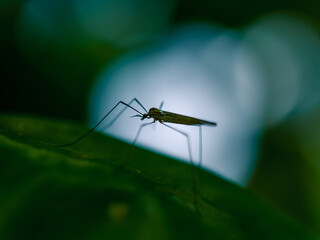 Insect on a leaf
