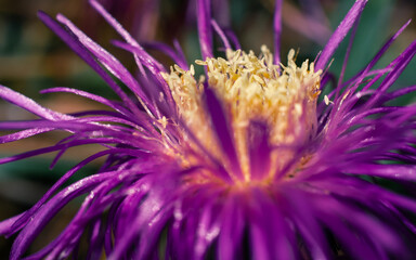 close up of a flower