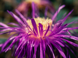 close up of purple flower