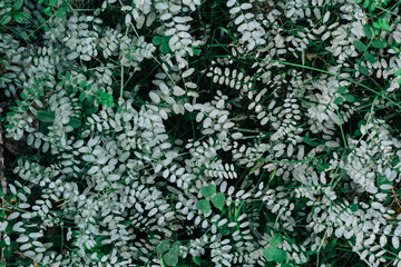 Green leaves pattern and natural forest background