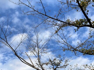 葉っぱの落ちた木の枝