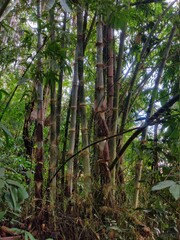 A view of bamboo plants grown long in forest area.