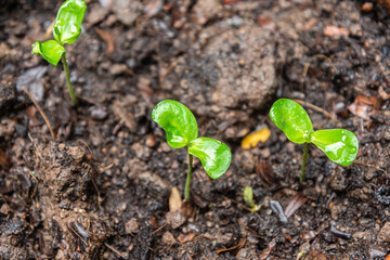 a young plant growing
