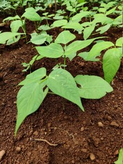 top view of young beans plant grown wet Indian soil. Beans plant having dark green leaves.