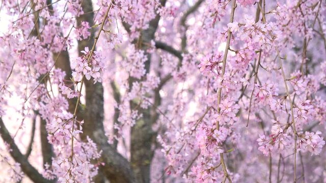 風に揺れるしだれ桜  八重桜  クローズアップ  4K   広島県世羅町 世羅甲山ふれあいの里にて撮影