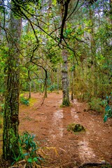 footpath in the woods