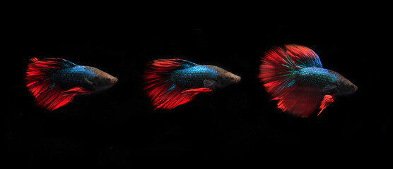 Fototapeta na wymiar Beautiful Blue and Red Betta fish, at Black background 