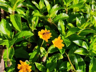 yellow color flower grown on ground with honeybee sitting on yellow flower. 