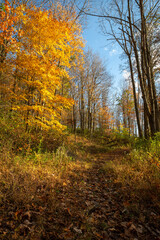 Trail through the woods in West Virginia during autumn with trees that have fall foliage 
