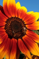Large decorative sunflower with red to orange petals and yellow petal tips in full blossom with two bees Apis Mellifera collecting pollen from flower center. 