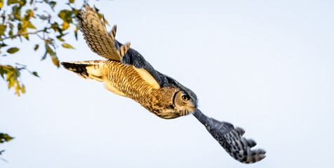 Great Horned Owl staring and flying away. 