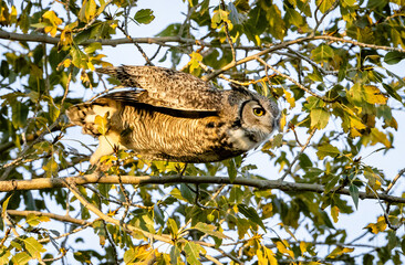 Great Horned Owl staring and flying away. 