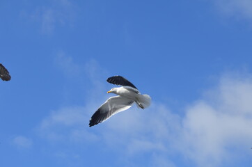 Vuelo de Gaviota, San Antonio Chile