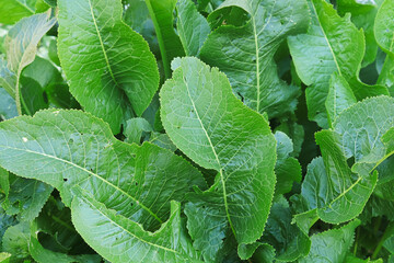 Tall green leaves of the horseradish plant growing