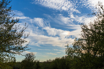 sunset in the forest