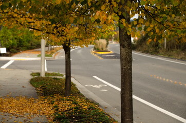 Yellow lindens on an empty street in Redmond