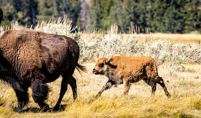 Buffalo in the wild exploring mother nature's beauty.