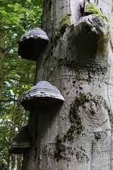 Tinder Fungus, parasitic fungal pathogen, latin name Fomes fomentarius, growing on a trunk of beech tree. 