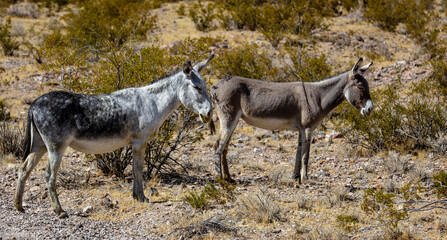 Naklejka na ściany i meble Wild burros roaming the desert landscape and enjoying the sunshine. 
