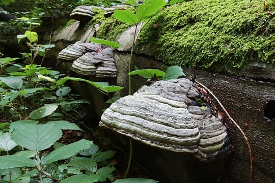 Detail Of Parasitic Tinder Fungus, Fungal Pathogen Growing On Tree Trunk, Latin Name Fomes Fomentarius, Growing On A Dead Tree Trunk Covered With Moss With Some Young Plants Growing Around.