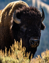 Bison/Buffalo enjoying the wilderness on beautiful mother earth. 