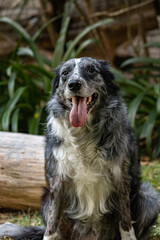 Fototapeta premium black and white dog