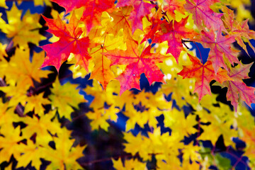 Autumn maple leaves close up background. Acer truncatum, the Shantung maple. Fall colors