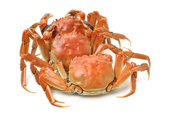 Cooked river crab isolated in white background