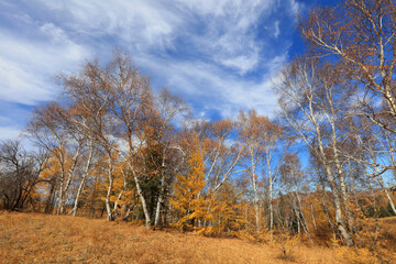 Fototapeta premium Birch forest under blue sky in huanggangliang Park of Keshiketeng World Geopark, Inner Mongolia