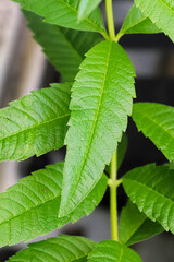 The side view of a long leaf on a stevia herb plant