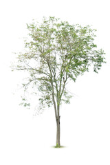 Tree isolated on a white background suitable for use in architectural design.