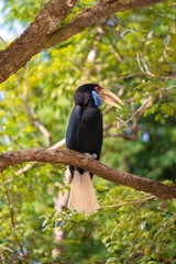 Great hornbill (Buceros bicornis) is one of the larger hornbill family