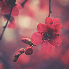 Dark botanical style moody red cherry blossom and buds 