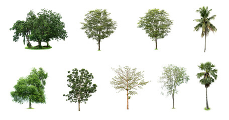 Beautiful collection of trees isolated on a white background suitable for use in architectural design. set of trees isolated