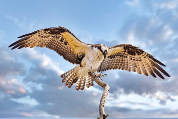 Osprey Landing