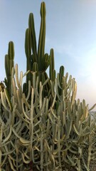 cactus in desert