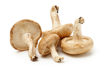 Shiitake mushroom on the White background 