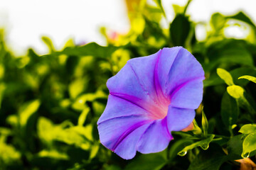 Sky blue morning glory in the morning