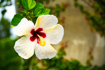 white Hibiscus flower in the morning