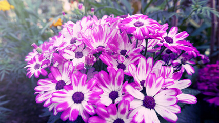 Purple Cineraria Flowers