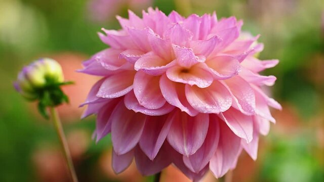 Pink dahlia flower close up
