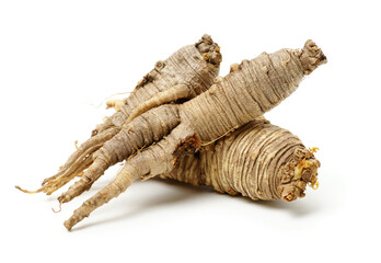 Closeup of Adenophora Stricta root, Campanuloideae, Adenophora on white background
