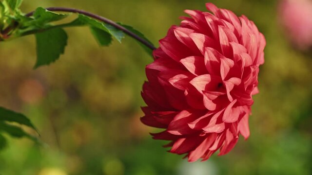 Red dahlia flower close up