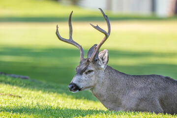 Male Mule Deer in a meadow