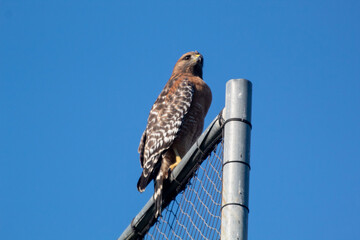 A Red Tailed Hawk on the look out