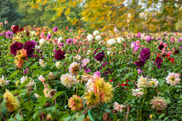 Obraz premium dahlias in the fall garden