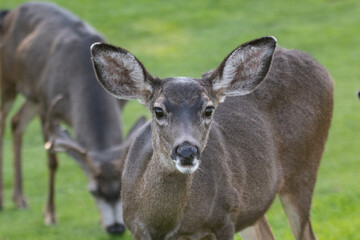 Female Mule Deer in a meadow