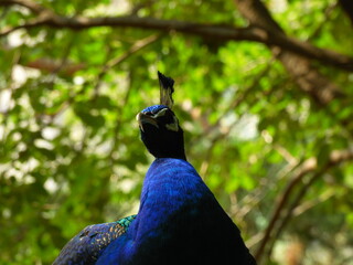 A peacock
